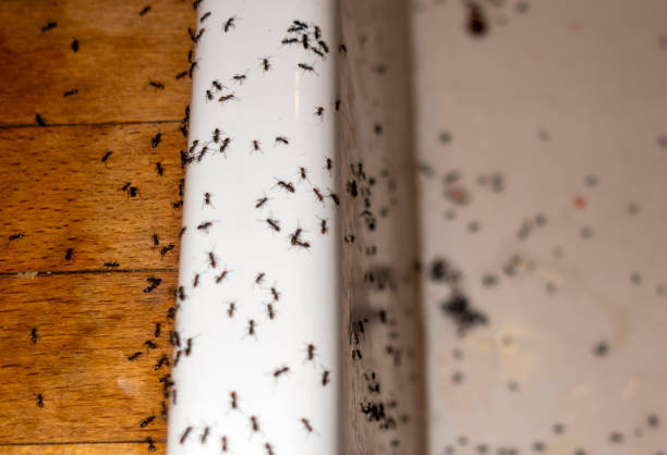 Best Wildlife Control Services  in Monroe, WA